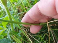 Oenanthe pimpinelloides