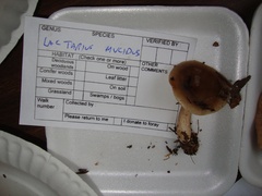 Lactarius mucidus