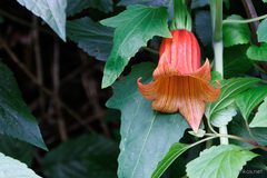 Canarina canariensis