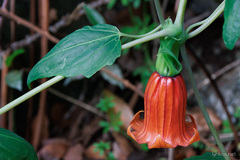 Canarina canariensis