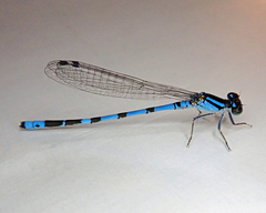 Enallagma laterale