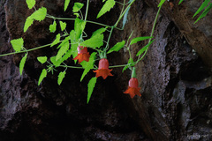 Canarina canariensis