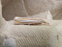 Crambus laqueatellus