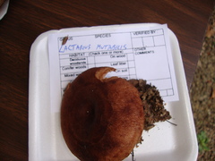 Lactarius mutabilis