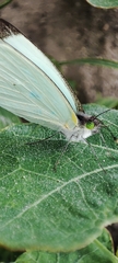 Leptophobia