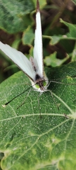 Leptophobia