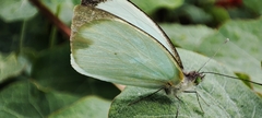 Leptophobia