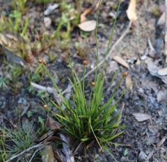 Xyris brevifolia
