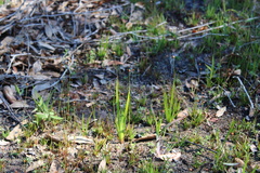 Xyris brevifolia