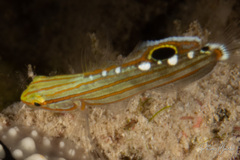 Koumansetta rainfordi