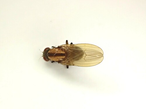 Brown-striped Litter Fly photo 5