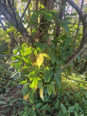 Syngonium angustatum