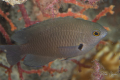 Pomacentrus alexanderae