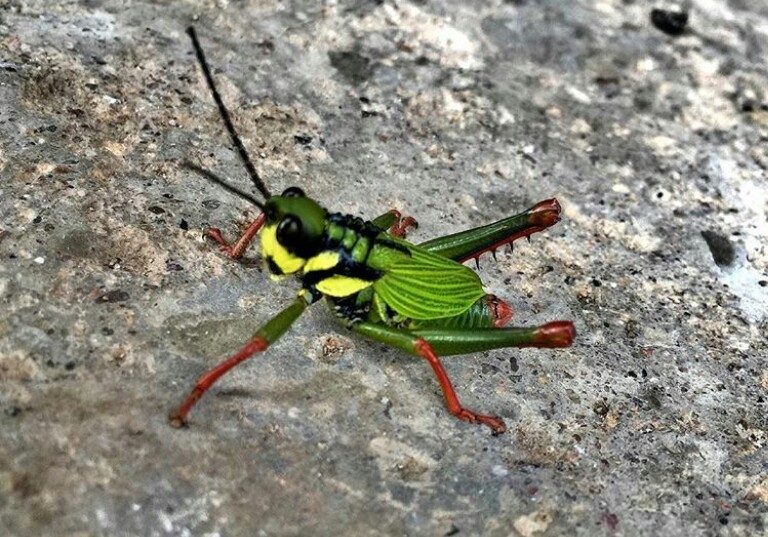 Cibotopteryx variegata