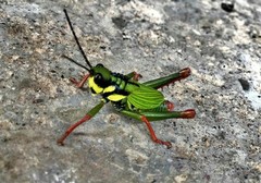 Cibotopteryx variegata