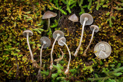 Mycena cinerella