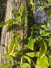Syngonium angustatum
