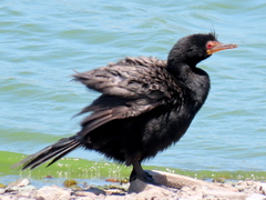 Microcarbo coronatus