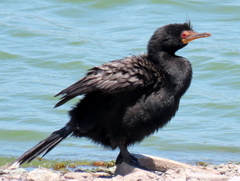 Microcarbo coronatus