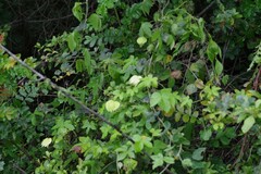 Dalechampia capensis