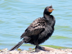 Microcarbo coronatus