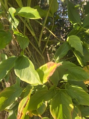 Syngonium angustatum