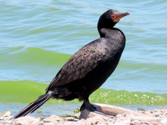 Microcarbo coronatus