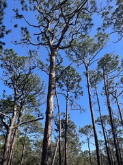Pinus elliottii
