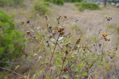 Lonicera etrusca