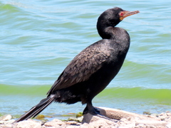 Microcarbo coronatus