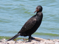 Microcarbo coronatus