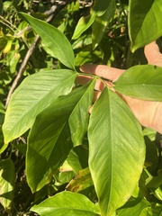 Syngonium angustatum