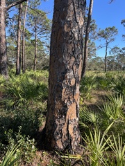 Pinus elliottii