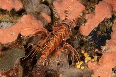 Pterois antennata