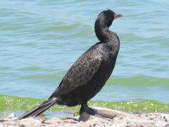 Microcarbo coronatus