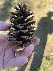 Pinus elliottii