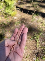 Pinus elliottii