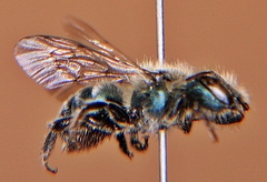 Osmia atriventris