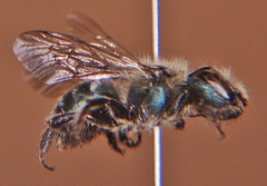 Osmia atriventris