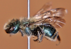 Osmia atriventris