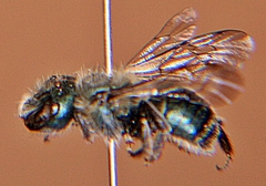 Osmia atriventris