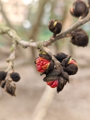 Parrotia persica