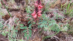 Indigofera sanguinea