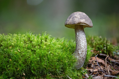 Leccinum variicolor
