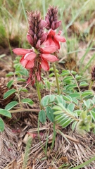 Indigofera sanguinea