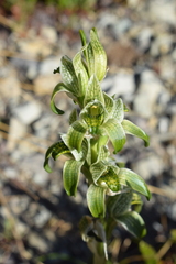 Chloraea viridiflora