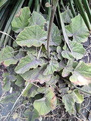 Francoa appendiculata