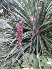 Francoa appendiculata