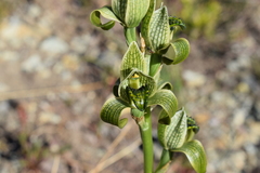 Chloraea viridiflora