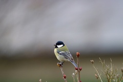 Parus major